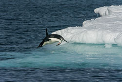 04 Antarctica Sound